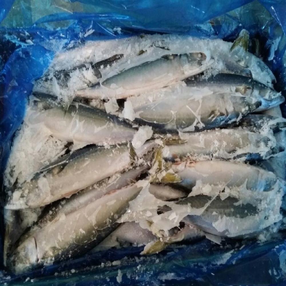 FROZEN HORSE MACKEREL