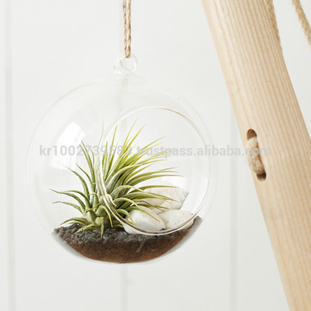 Tillandsia Hanging Glass Gift Set." Black Sea " by Joinflower Joinfolia