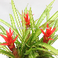 detail image3 Wonderfully stunning table top plants guzmania " Grand Prix " Joinflower Joinfolia