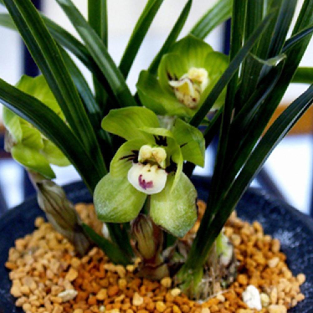 China Oriental Orchids Oriental orchids through fostering new ones