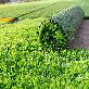 detail image2 Artificial grass 20mm 1 roll