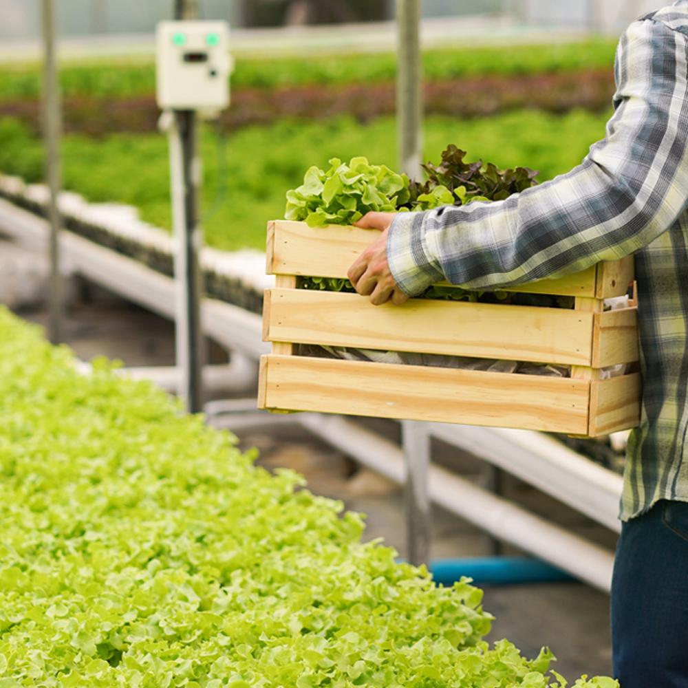 AMINO HERO : Liquid Amino acid fertilizer for foliar and irrigation