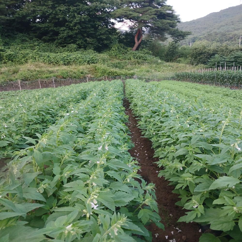 Plant Growth Regulator(Booster)